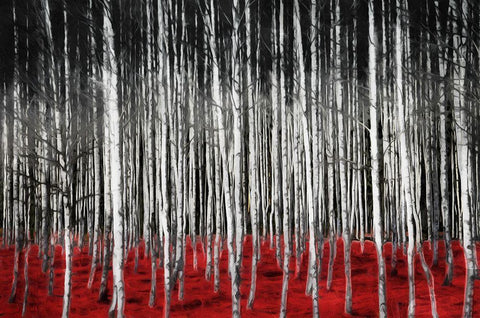 Birch In The Woods At Night White Modern Wood Framed Art Print with Double Matting by Villa, Mlli