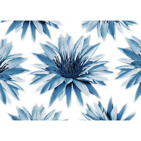Hypnotizing Flowers Black Modern Wood Framed Art Print with Double Matting by Villa, Mlli