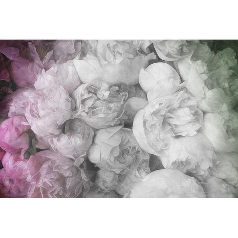 White to Pink Flowers Black Modern Wood Framed Art Print by Villa, Milli