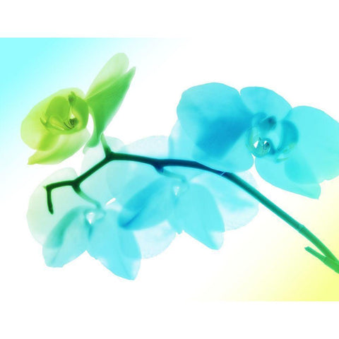 Electric Orchids White Modern Wood Framed Art Print by Villa, Mlli