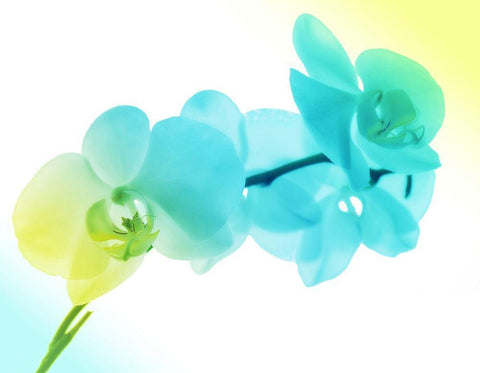 Electric Orchids 2 White Modern Wood Framed Art Print with Double Matting by Villa, Mlli