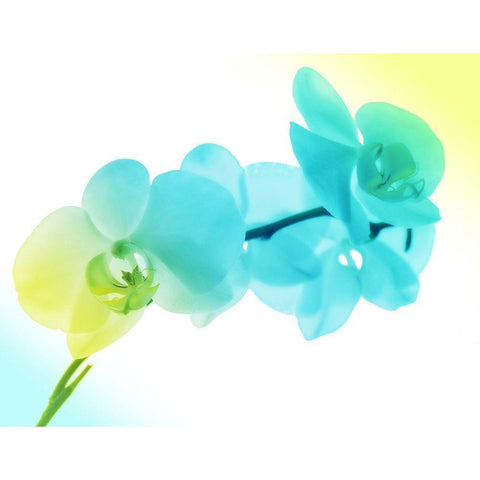 Electric Orchids 2 Gold Ornate Wood Framed Art Print with Double Matting by Villa, Mlli