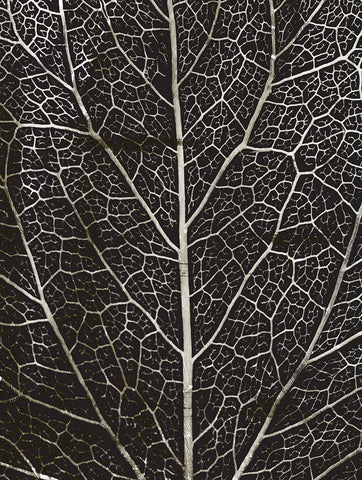 Charcoal Leaf Grain Black Ornate Wood Framed Art Print with Double Matting by Villa, Mlli