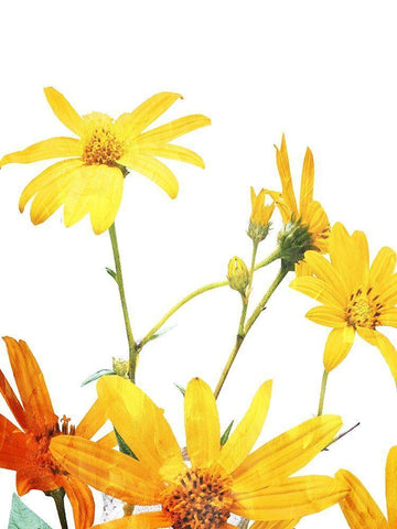 Vibrant Flowers White Modern Wood Framed Art Print with Double Matting by Villa, Mlli