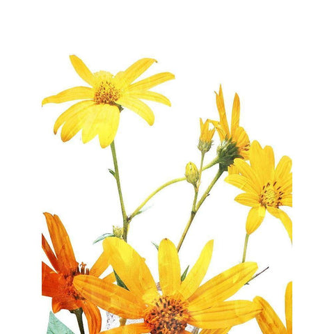 Vibrant Flowers White Modern Wood Framed Art Print by Villa, Mlli