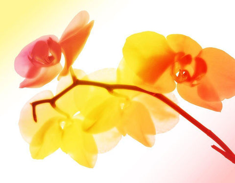 Sunny Electric Orchids White Modern Wood Framed Art Print with Double Matting by Villa, Mlli