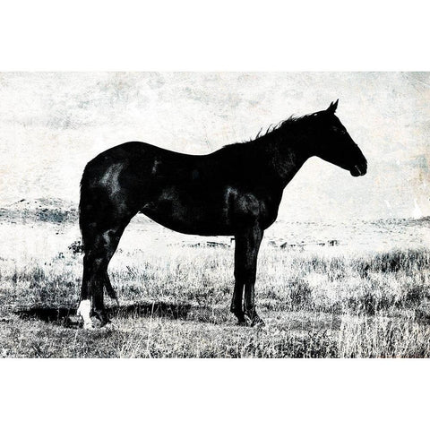 Horse Stance Black Modern Wood Framed Art Print with Double Matting by Villa, Mlli