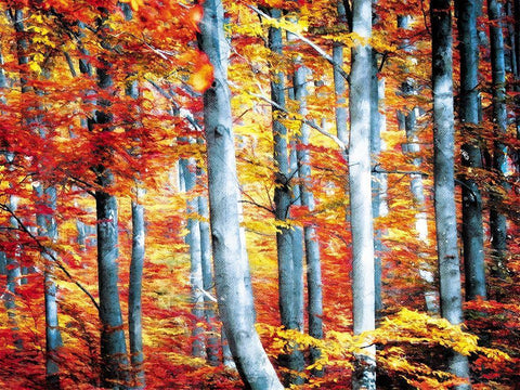 Fall Is Here White Modern Wood Framed Art Print with Double Matting by Villa, Mlli