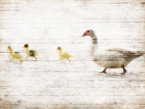 Duck Duck Duck White Modern Wood Framed Art Print with Double Matting by Villa, Mlli