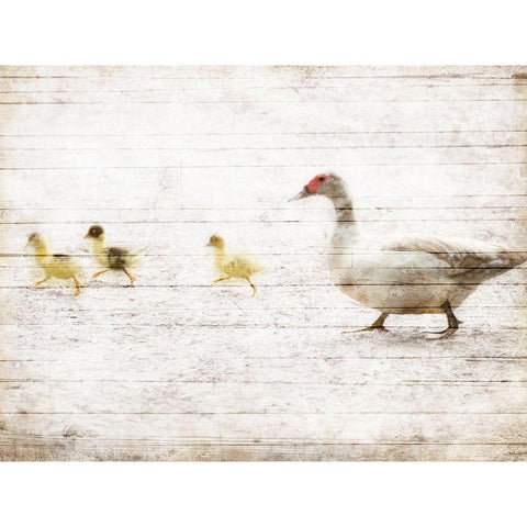 Duck Duck Duck Black Modern Wood Framed Art Print with Double Matting by Villa, Mlli