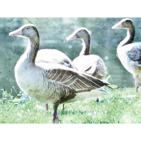 Goose Crew White Modern Wood Framed Art Print by Villa, Mlli