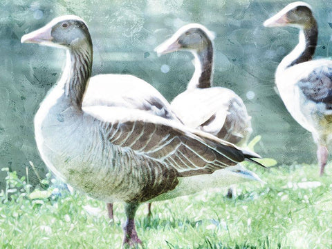 Goose Crew White Modern Wood Framed Art Print with Double Matting by Villa, Mlli