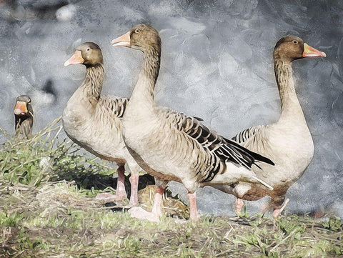 Goose Crew Too Black Ornate Wood Framed Art Print with Double Matting by Villa, Mlli