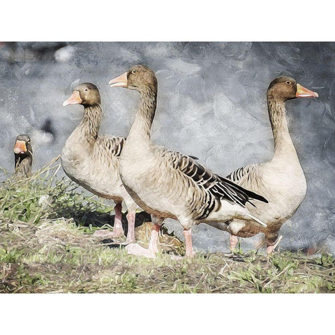 Goose Crew Too Black Modern Wood Framed Art Print by Villa, Mlli
