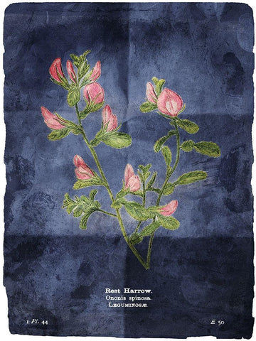 Flower Page Blue Black Ornate Wood Framed Art Print with Double Matting by Villa, Mlli