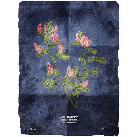 Flower Page Blue Black Modern Wood Framed Art Print with Double Matting by Villa, Mlli