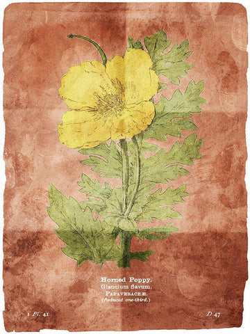 Flower Page Two Brown Black Ornate Wood Framed Art Print with Double Matting by Villa, Mlli