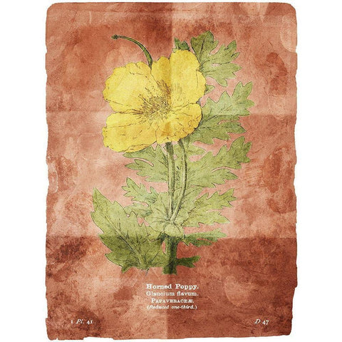 Flower Page Two Brown Black Modern Wood Framed Art Print by Villa, Mlli