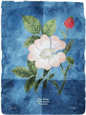 Flower Page Three Blue White Modern Wood Framed Art Print with Double Matting by Villa, Mlli