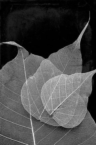 Leaves In The Dark White Modern Wood Framed Art Print with Double Matting by Villa, Mlli