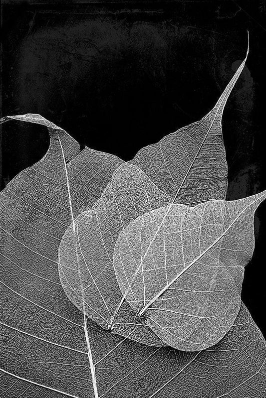 Image Only