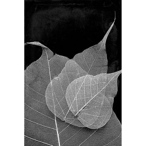 Leaves In The Dark Black Modern Wood Framed Art Print with Double Matting by Villa, Mlli