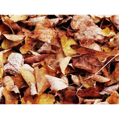 Group Of Leaves Black Modern Wood Framed Art Print with Double Matting by Villa, Mlli