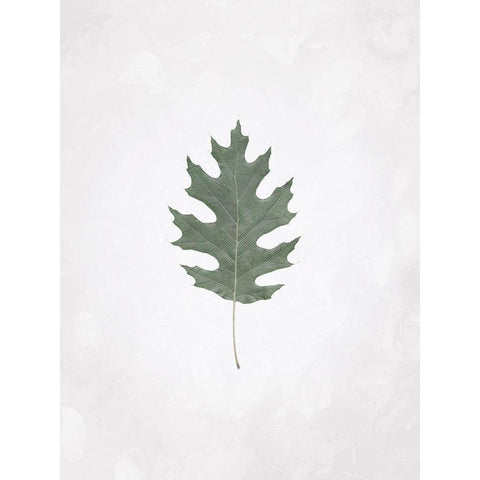 Washed Simple Leaf White Modern Wood Framed Art Print by Villa, Mlli