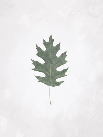 Washed Simple Leaf White Modern Wood Framed Art Print with Double Matting by Villa, Mlli