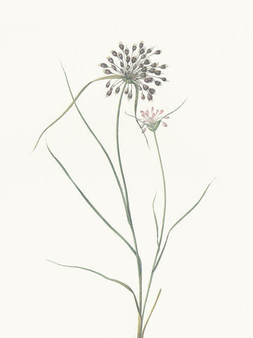Sprout White Modern Wood Framed Art Print with Double Matting by Villa, Mlli