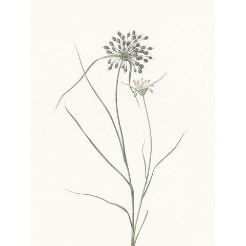 Sprout Black Modern Wood Framed Art Print by Villa, Mlli