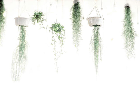 High Plants White Modern Wood Framed Art Print with Double Matting by Villa, Mlli