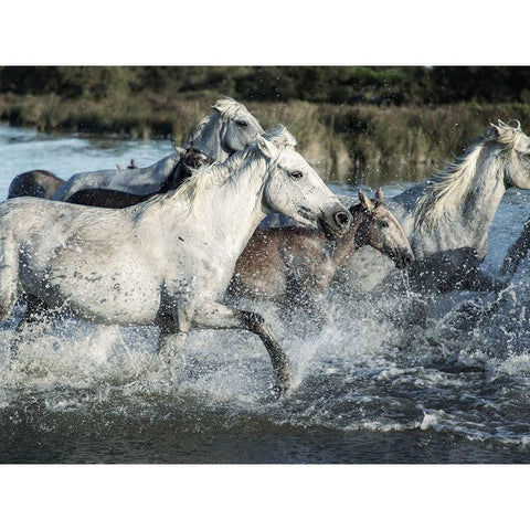 Running Horses Black Modern Wood Framed Art Print by Villa, Milli