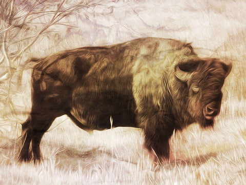 Buffalo Stance Black Ornate Wood Framed Art Print with Double Matting by Villa, Milli
