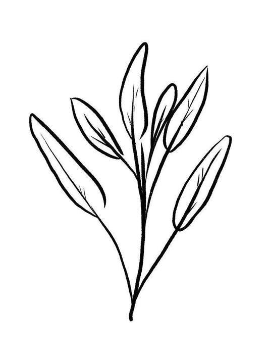 Image Only