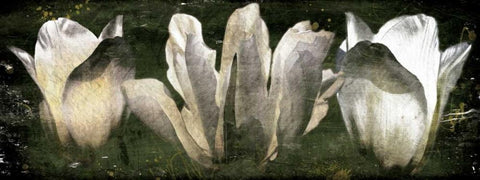 Three Tulips White Modern Wood Framed Art Print with Double Matting by Villa, Milli
