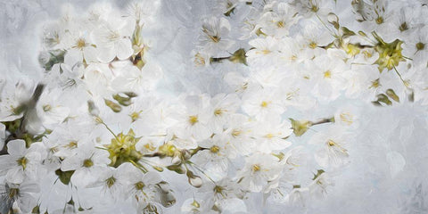 More White Flowers In Grey Black Ornate Wood Framed Art Print with Double Matting by Villa, Mlli