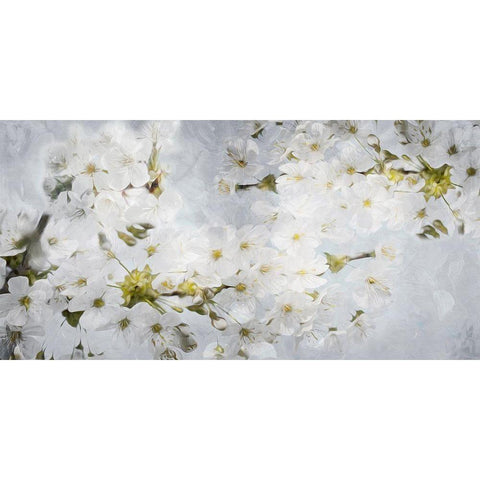 More White Flowers In Grey Black Modern Wood Framed Art Print by Villa, Mlli