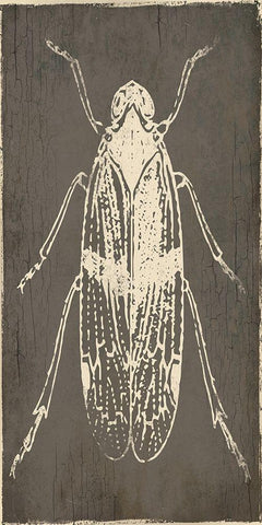 Bug Life One Black Ornate Wood Framed Art Print with Double Matting by Villa, Mlli