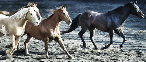 Lets Go Horses White Modern Wood Framed Art Print with Double Matting by Villa, Milli