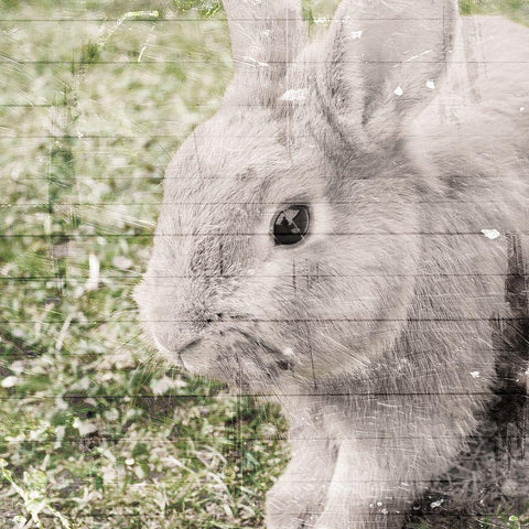 Bunny See Black Modern Wood Framed Art Print by Villa, Mlli