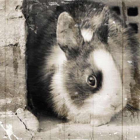 Bunny See Again Black Ornate Wood Framed Art Print with Double Matting by Villa, Mlli