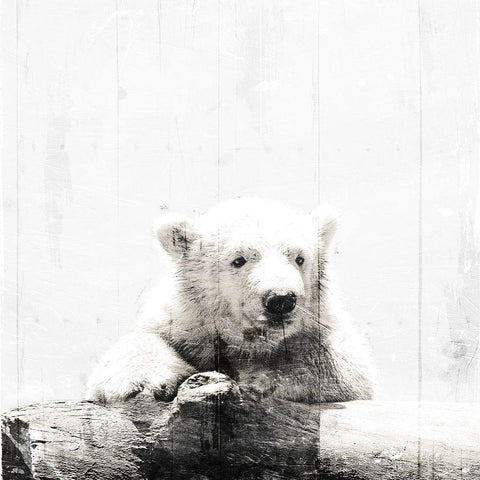 Polar Looks White White Modern Wood Framed Art Print by Villa, Mlli