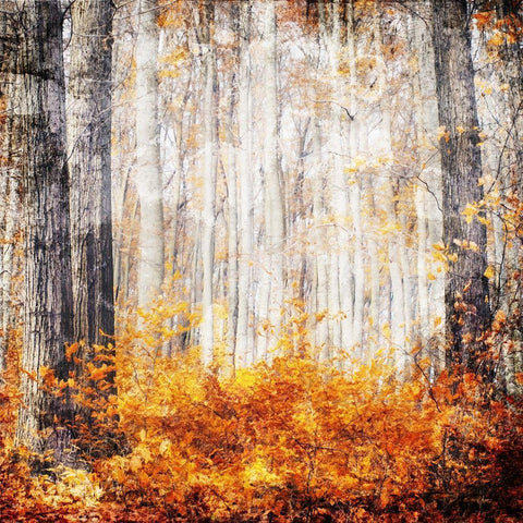 Fall in The Leaves Black Modern Wood Framed Art Print with Double Matting by Villa, Mlli