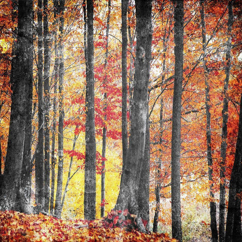 Fall In The Woods Gold Ornate Wood Framed Art Print with Double Matting by Villa, Mlli