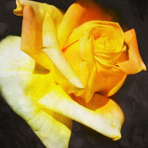 Yellow Rose Black Modern Wood Framed Art Print with Double Matting by Villa, Mlli