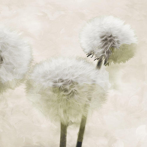 Make Another Wish Cream White Modern Wood Framed Art Print by Villa, Mlli
