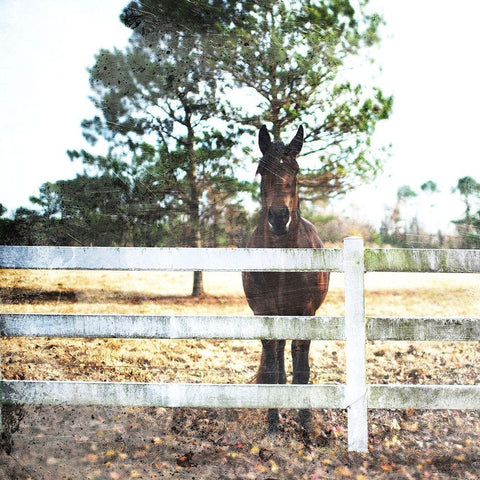 Horse Look White Modern Wood Framed Art Print with Double Matting by Villa, Mlli