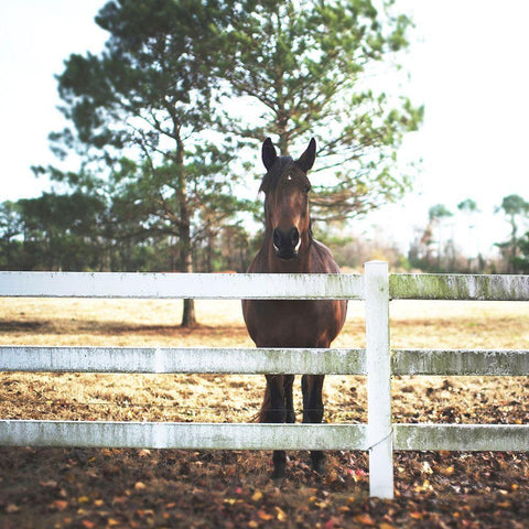 Horse Look 2 White Modern Wood Framed Art Print with Double Matting by Villa, Milli