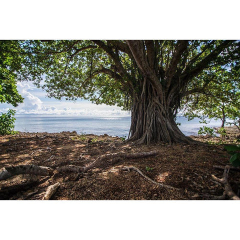 Shaded Tree White Modern Wood Framed Art Print by Orlando